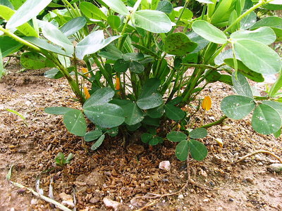 ● 落花生の花と実の関係判る？受粉してから土の中に潜るの？？ナゼか黄色が多いね