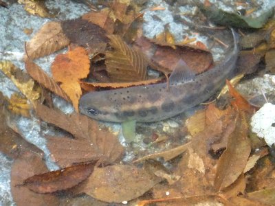 いつもの水たまりにいつもいる。今回も流れに引っ越しさせた。