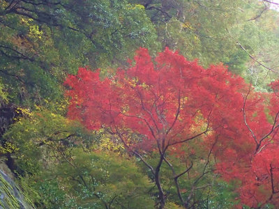 PB200066.jpg (118.94 KiB) 閲覧された回数 10550 回 紅葉