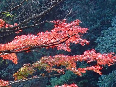 紅葉