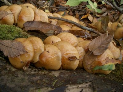 nb.JPG (421.99 KiB) 閲覧された回数 4526 回 鈴鹿北部某所 ブナ倒木