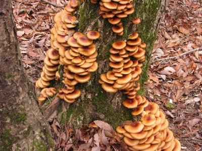 mn.JPG (488.23 KiB) 閲覧された回数 4519 回 鈴鹿南部某所 ミズナラ立枯れ