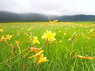 ニッコウキスゲでいっぱい