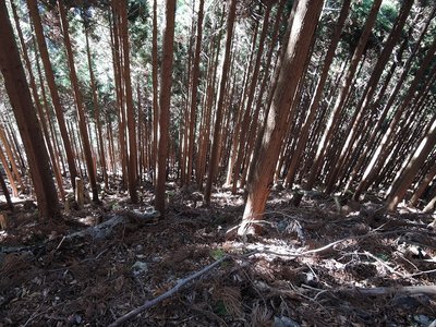 発見.jpg (275.31 KiB) 閲覧された回数 3483 回 よく見つかりました。この急斜面で。