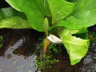 わずかに残っていた水芭蕉