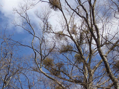 PC100014.jpg (136.01 KiB) 閲覧された回数 6704 回 ヤドリギがついたブナ