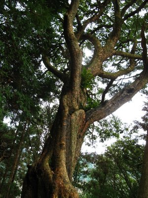 IMG_1375.jpg (456.89 KiB) 閲覧された回数 3352 回 異形の木