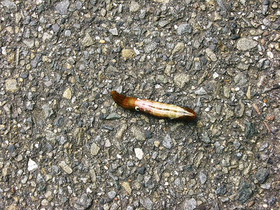 ● 上から見たんだけど、10cmくらいありましたよ。ヨチヨチ歩いてました。