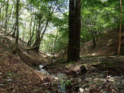 zippさんランチ場