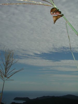 空と海をバックに、アケビコノハ