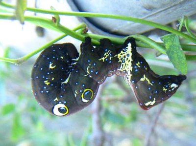 ● これかよ、生き物ってみな個性が有るよな