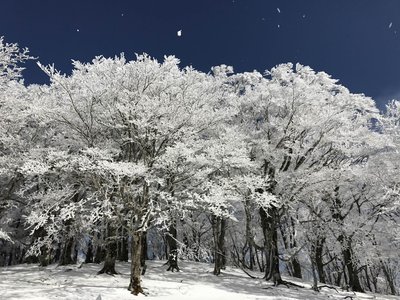 樹氷の花が満開でしたね。