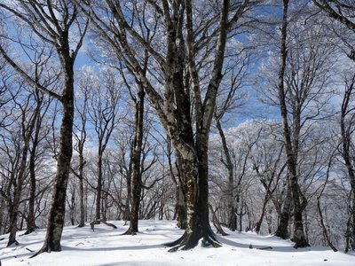 笹ヶ峰付近のブナ林