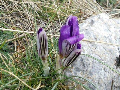 IMG_20161229_131926-s.jpg (181.39 KiB) 閲覧された回数 8891 回 愛おしいサフラン