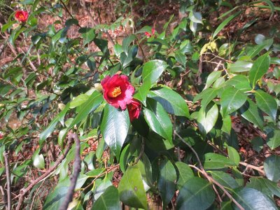 IMG_0333.JPG (871.19 KiB) 閲覧された回数 129406 回 椿