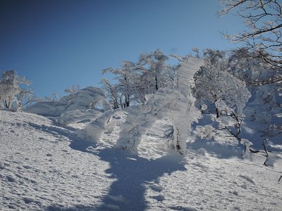 シカ霧氷.jpg (175.5 KiB) 閲覧された回数 5280 回 エビのシッポと霧氷でシカができてました。若いオスです。「ムヒョー」と鳴きます(ウッソー)
