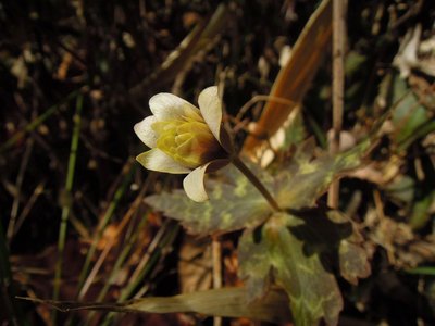 立春を前に、花が咲きはじめました（旧飯高町内）。