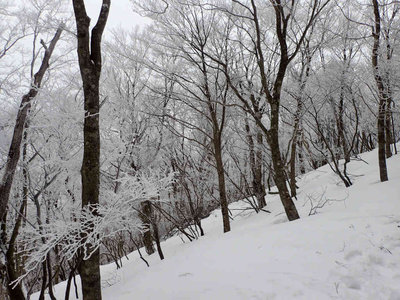 P2190128.jpg (111.22 KiB) 閲覧された回数 5743 回 感じのいいブナ林