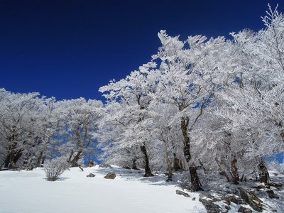 この日の午後の青空と樹氷。