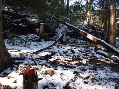 掘割道は倒木で通行できない