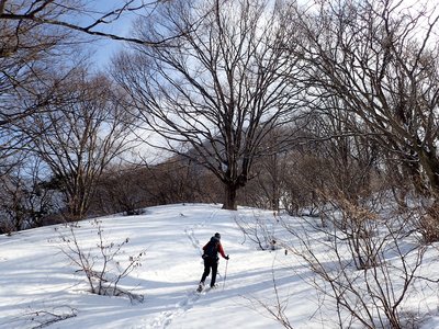 P2260161.JPG (737.17 KiB) 閲覧された回数 7999 回 こんな立派なブナがありました
