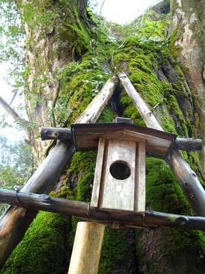 御神符と大ケヤキ