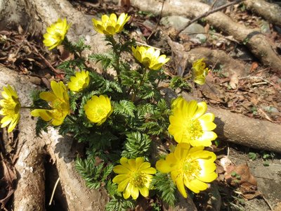 木の根と福寿草