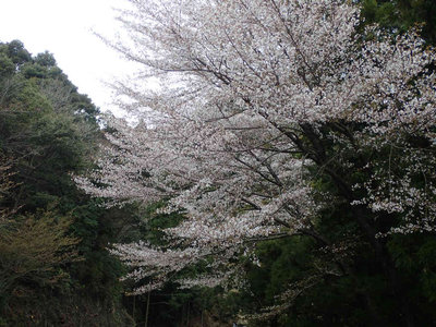 満開のヤマザクラ