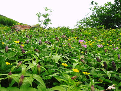 ● 黒百合がイッパイ咲いてる。