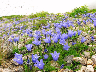 ● 清楚な岩キキョウも好いよなあ