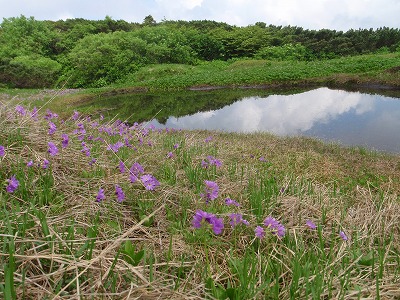 北弥陀ヶ原の池塘とハクサンコザクラ