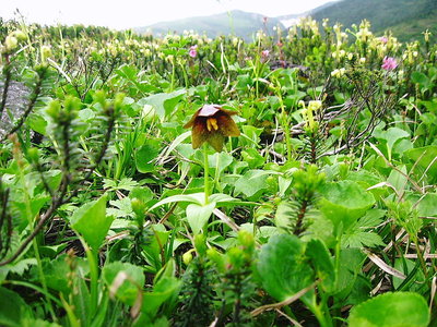 クロユリ.JPG (223.72 KiB) 閲覧された回数 11274 回 ● 南竜テンバの黒百合、盗掘するのもいるようだな。<br />不自然に土が抜けてるよ