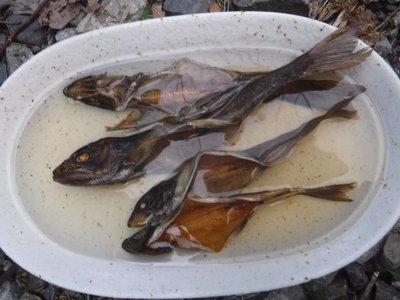 20170415-11.jpg (87.15 KiB) 閲覧された回数 16843 回 骨酒