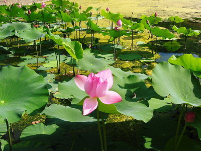 ● ヒトミナ蓮の花に舞う虻なんですよ。ナマンダブツ