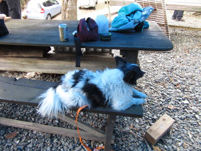 泡美も参加しましたワン<br />住みつきのハリ-くんに遠慮しますワン