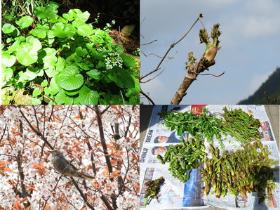 今日はたくさん収穫。ヒヨドリが密を吸いにきてた。