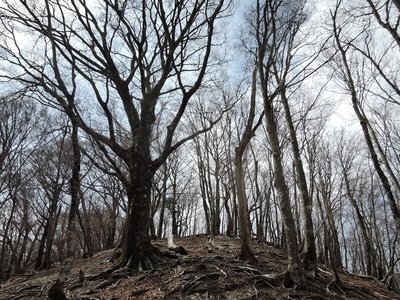 迷岳の尾根筋もなかなか気持ちのいいブナ林ですよね