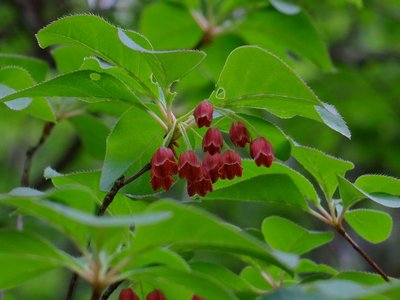 resizeDSCF0724.jpg (154.64 KiB) 閲覧された回数 6810 回 大好きなベニドウダン