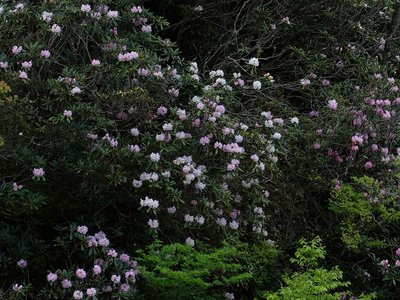 resizeDSCF0744.jpg (308.95 KiB) 閲覧された回数 6809 回 シャクナゲ渓