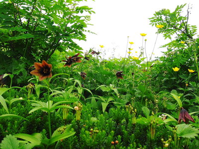 ● 山のお花はお盆までなのかなあ。なんども行きたくなるところですよね。