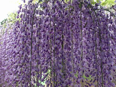 resizeDSCF0770.jpg (275.56 KiB) 閲覧された回数 6808 回 見頃の藤棚