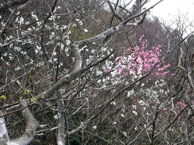 上水晶谷に咲くタムシバとアカヤシオ