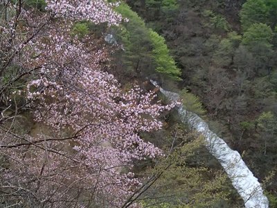 s-P5048033.jpg (148.06 KiB) 閲覧された回数 4708 回 明るくなるにつれ、山桜のピンクと周りの新緑の色も美しく映えてきた。