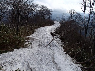 ブナと雪の道、そして本来のヤブ道も　(^^ゞ