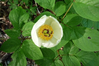 2009年5月10日　山芍薬