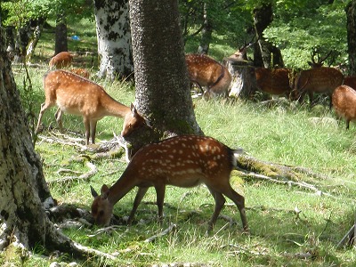古田の森のシカさん