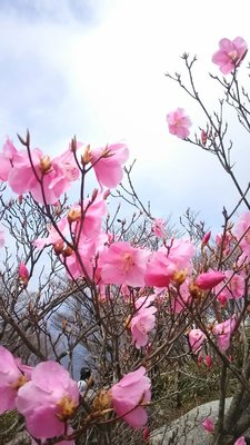 14107891.jpg (517.32 KiB) 閲覧された回数 3610 回 アカヤシオ