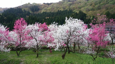 勝原駅の桃の花が満開