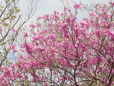 P5050070.jpg (152.77 KiB) 閲覧された回数 5862 回 満開のアカヤシオ