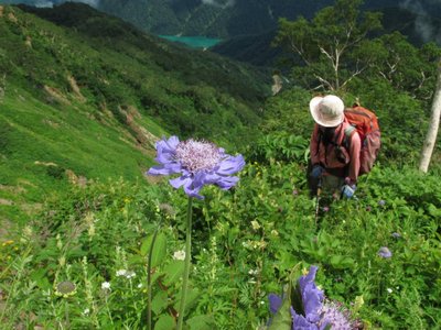 IMG_1122-s.JPG (147.89 KiB) 閲覧された回数 8870 回 マツムシソウと白水湖と美女?